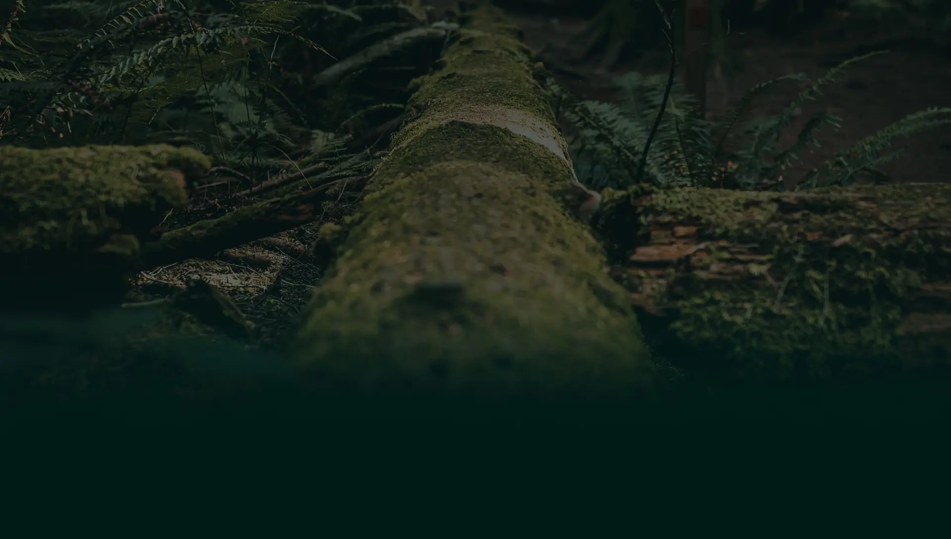 Waldviertler Landschaft – Heimat der WoifGin Manufaktur