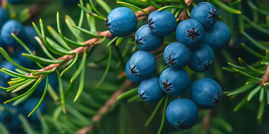 Wacholderbeeren