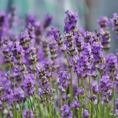Lavendel
