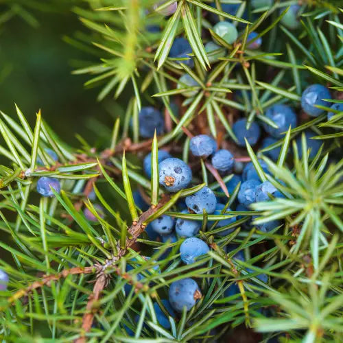Juniper berries